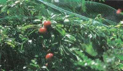 RETE DI PROTEZIONE ANTIUCCELLI H 2X10 M VERDE