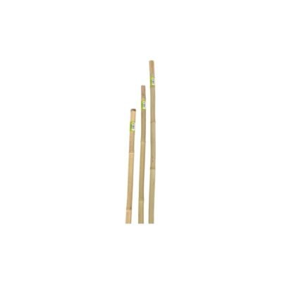 CANNA IN BAMBOO D 22-24MMXH150CM